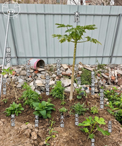 木瓜树种植苗怎么种植 木瓜树种植苗怎么种植