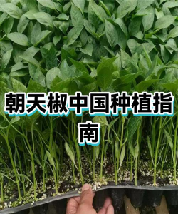 家里阳光不足怎么养花，选对植物种类，掌握养护技巧