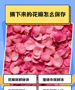 家里阳光不足怎么养花，选对植物种类，掌握养护技巧