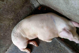 小众送妈妈的花有哪些花