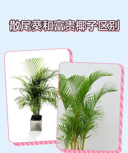 家里阳光不足怎么养花，选对植物种类，掌握养护技巧