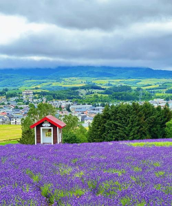 家里阳光不足怎么养花，选对植物种类，掌握养护技巧
