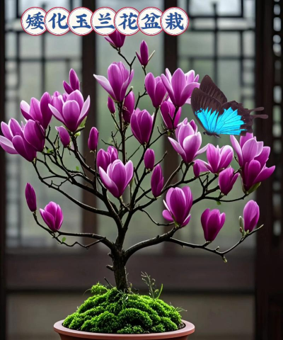 家里阳光不足怎么养花，选对植物种类，掌握养护技巧