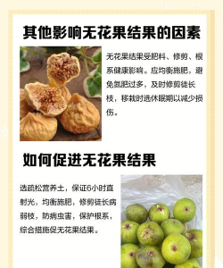 家里阳光不足怎么养花，选对植物种类，掌握养护技巧