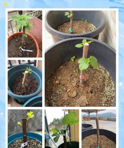 家里阳光不足怎么养花，选对植物种类，掌握养护技巧