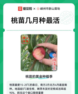家里阳光不足怎么养花，选对植物种类，掌握养护技巧
