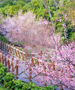 家里阳光不足怎么养花，选对植物种类，掌握养护技巧