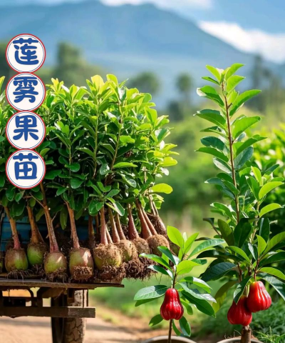 家里阳光不足怎么养花，选对植物种类，掌握养护技巧