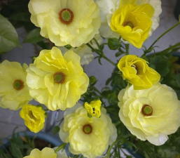 家里阳光不足怎么养花，选对植物种类，掌握养护技巧