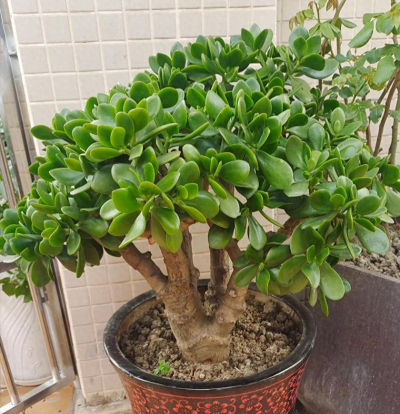 家里阳光不足怎么养花，选对植物种类，掌握养护技巧