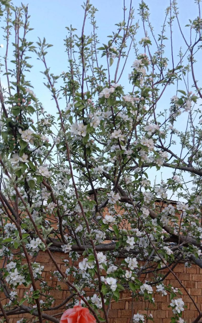 一棵苹果树能开花结果吗 一棵苹果树能开花结果吗