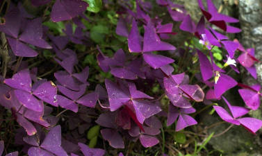 家里阳光不足怎么养花，选对植物种类，掌握养护技巧