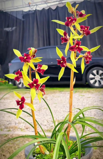 家里阳光不足怎么养花，选对植物种类，掌握养护技巧