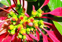 小众送妈妈的花有哪些花