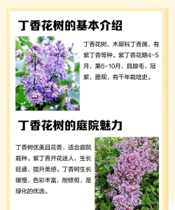 家里阳光不足怎么养花，选对植物种类，掌握养护技巧