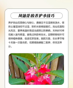 家里阳光不足怎么养花，选对植物种类，掌握养护技巧