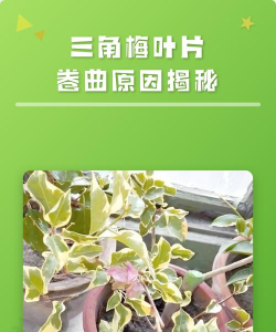家里阳光不足怎么养花，选对植物种类，掌握养护技巧