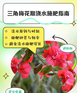 家里阳光不足怎么养花，选对植物种类，掌握养护技巧