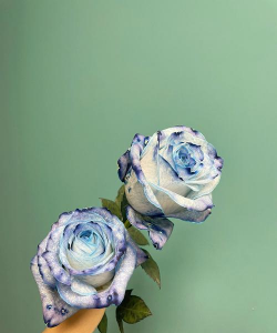 家里阳光不足怎么养花，选对植物种类，掌握养护技巧