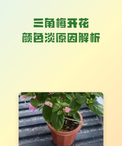 家里阳光不足怎么养花，选对植物种类，掌握养护技巧