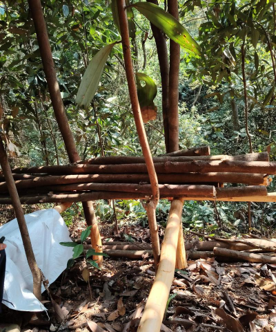 桂皮树几年才可以剥皮