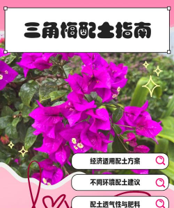 家里阳光不足怎么养花，选对植物种类，掌握养护技巧