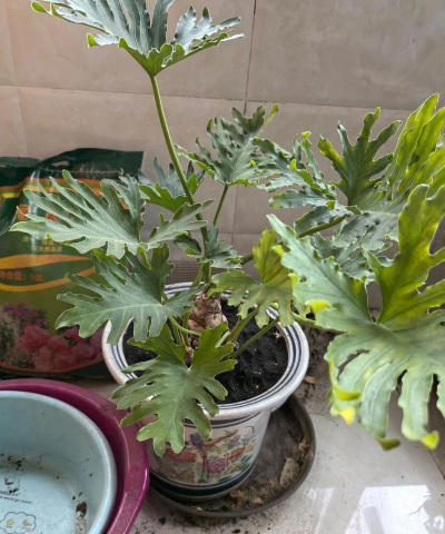 家里阳光不足怎么养花，选对植物种类，掌握养护技巧