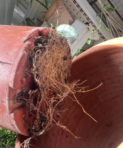 家里阳光不足怎么养花，选对植物种类，掌握养护技巧