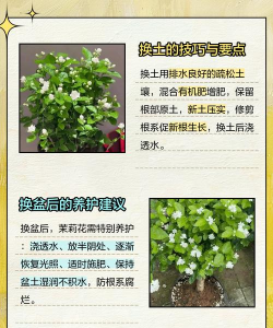家里阳光不足怎么养花，选对植物种类，掌握养护技巧