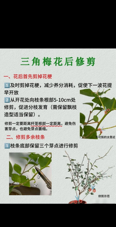 家里阳光不足怎么养花，选对植物种类，掌握养护技巧