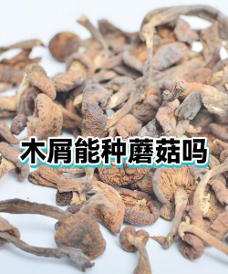 家里阳光不足怎么养花，选对植物种类，掌握养护技巧