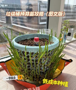 家里阳光不足怎么养花，选对植物种类，掌握养护技巧