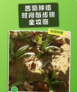 家里阳光不足怎么养花，选对植物种类，掌握养护技巧