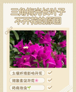 家里阳光不足怎么养花，选对植物种类，掌握养护技巧