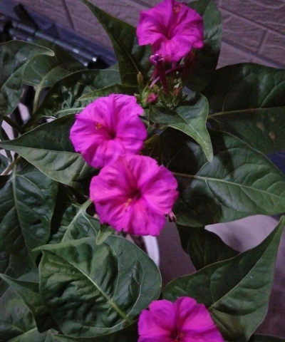 家里阳光不足怎么养花，选对植物种类，掌握养护技巧