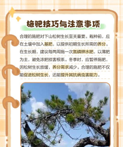 家里阳光不足怎么养花，选对植物种类，掌握养护技巧