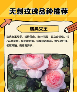 家里阳光不足怎么养花，选对植物种类，掌握养护技巧