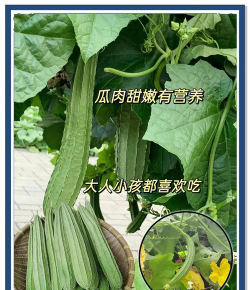 家里阳光不足怎么养花，选对植物种类，掌握养护技巧