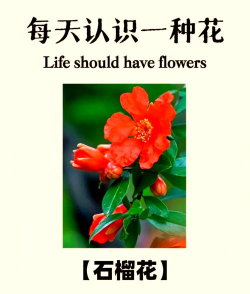 家里阳光不足怎么养花，选对植物种类，掌握养护技巧