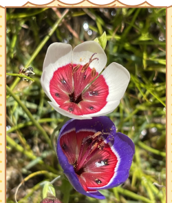 家里阳光不足怎么养花，选对植物种类，掌握养护技巧