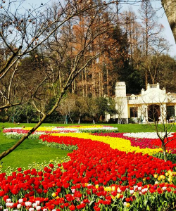 家里阳光不足怎么养花，选对植物种类，掌握养护技巧