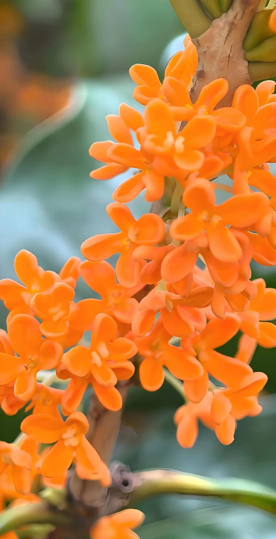 家里阳光不足怎么养花，选对植物种类，掌握养护技巧