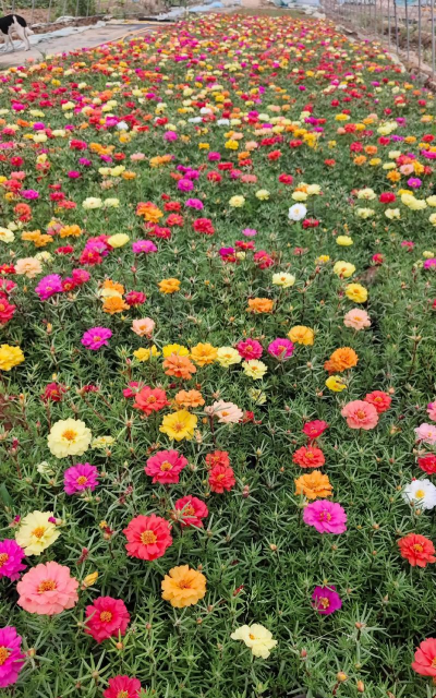 家里阳光不足怎么养花，选对植物种类，掌握养护技巧