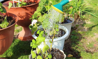 家里阳光不足怎么养花，选对植物种类，掌握养护技巧