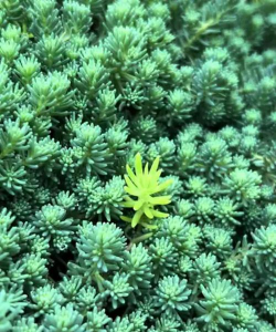 家里阳光不足怎么养花，选对植物种类，掌握养护技巧