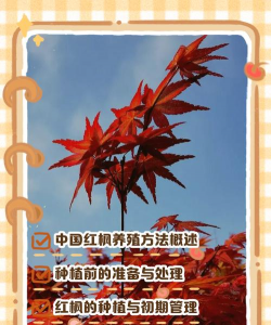 家里阳光不足怎么养花，选对植物种类，掌握养护技巧