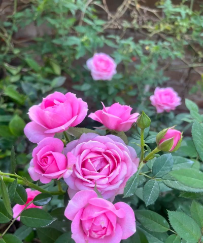 家里阳光不足怎么养花，选对植物种类，掌握养护技巧