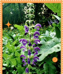 家里阳光不足怎么养花，选对植物种类，掌握养护技巧