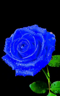 小众送妈妈的花有哪些花