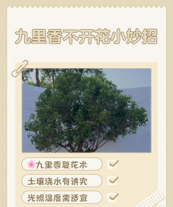 家里阳光不足怎么养花，选对植物种类，掌握养护技巧